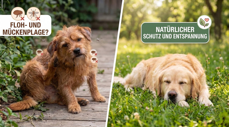 Ecopets Defender CS pets Natural Pesticide for Dogs - 100% Made in Italy with Essential Oils and Botanical Extracts - Protection against Fleas, Ticks, Mosquitoes and Flies - Gentle and Daily Use