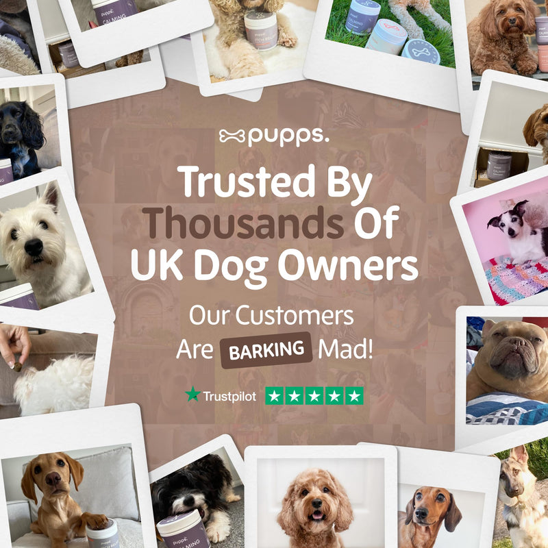 Pupps Pre & Probiotic Dog Treats – 120 Gut Health Chews | 4.5 Billion CFUs with Pumpkin & Digestive Enzymes | For Sensitive Stomachs, Digestion & Immunity | Duck Flavour | Vet Approved, UK Made 120 x Chews