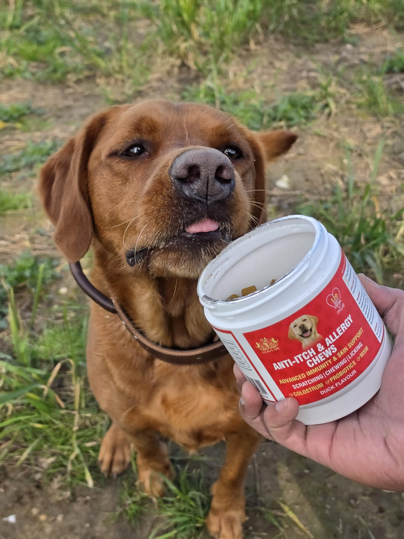 EQ K9 Anti Itch & Allergy Relief for Dogs, Stops Scratching, Paw Licking & Hot Spots, Duck-Flavour Chews, Skin & Coat Relief with Omega 3 & Probiotics, Dog Itchy Skin Relief, Small, Medium, Large Pets