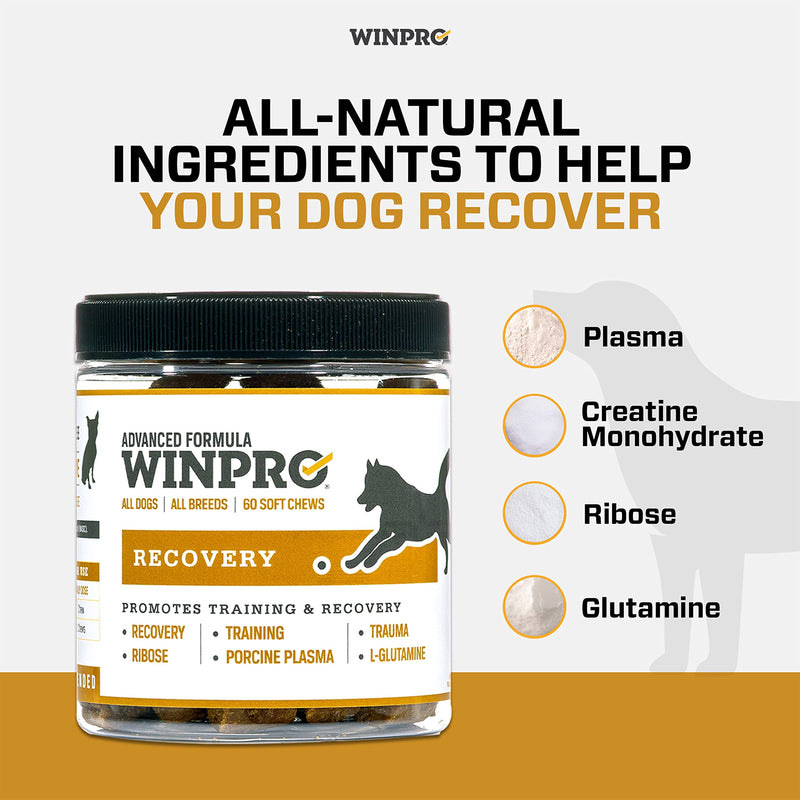 WINPRO Recovery Chews for Dogs, Plasma-Powered for Active Dogs, Immune System Support, and Dog Training Support for Competition and Sport Muscle Recovery and Agility, 60 Count, Made in USA - PawsPlanet Australia