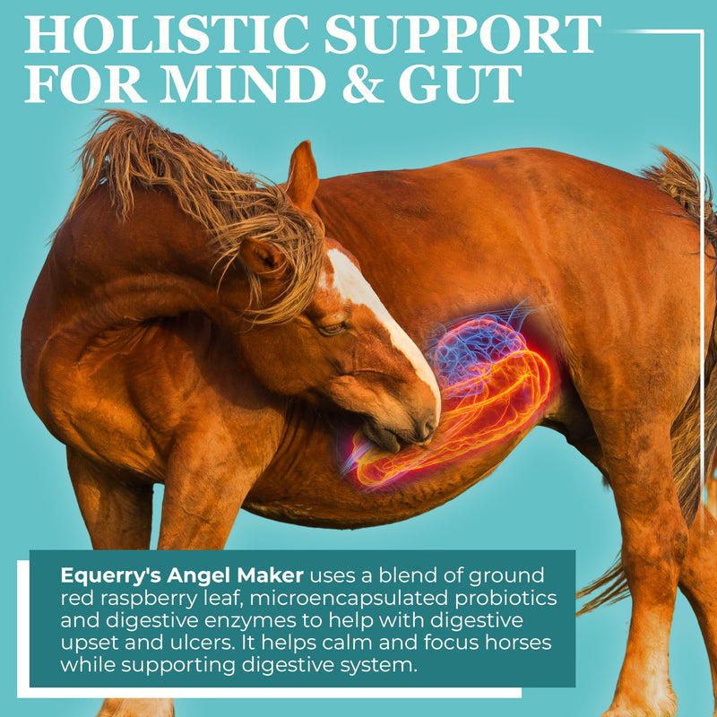 EQUERRY'S Angel Maker, Raspberry Leaf, Microencapsulated Probiotics Supplement for Horse Ulcer Treatment & Digestive Health Calmness & Focus 8 oz
