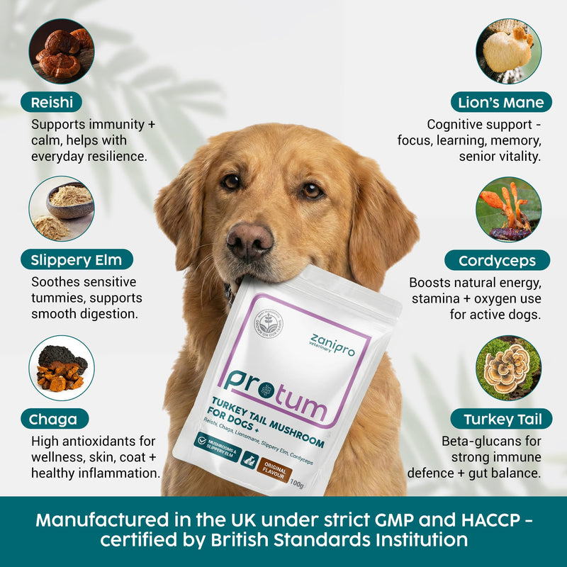 Turkey Tail Mushroom for Dogs - 100g Powder Supplement for Immune & Gut Health Support, Rich in Beta-Glucans, Adaptogenic Superblend with Slippery Elm for Dogs Digestion & Microbiome Balance