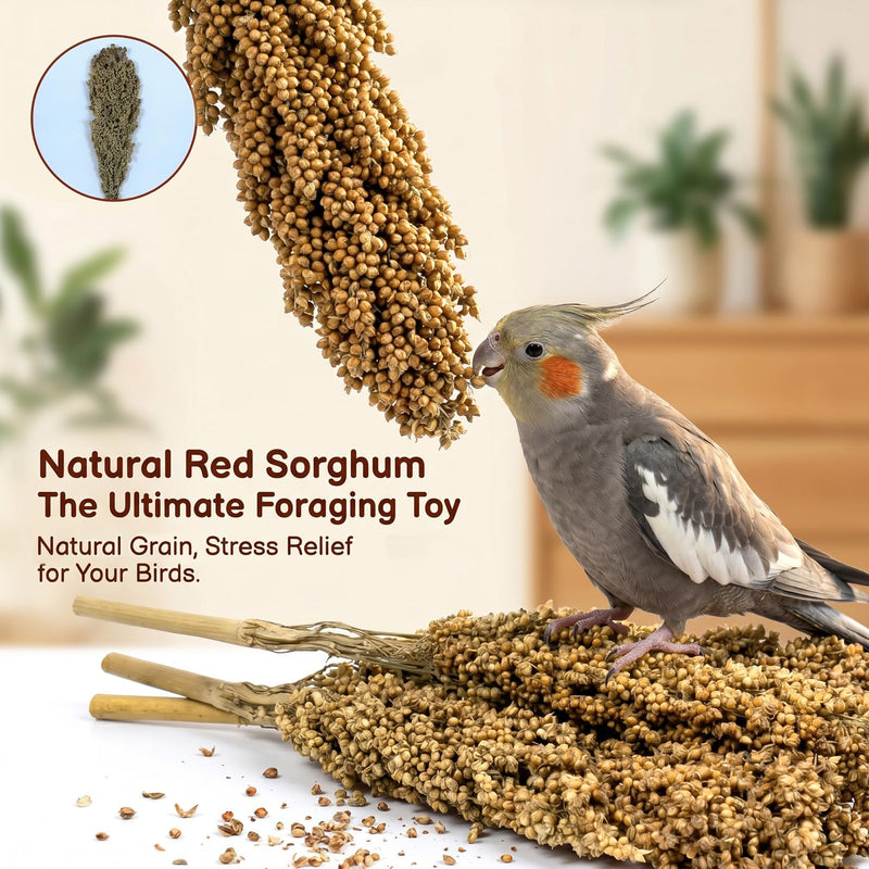Sukh Millet Spray for Birds - 5 Stems Natural Red Sorghum, 30cm Healthy Parakeet & Parrot Treats, Ideal for Cockatiels, Budgies, Hamsters & More