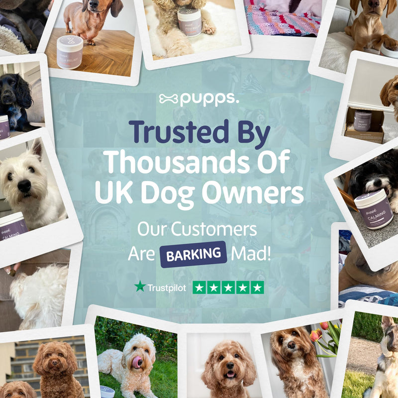Pupps Dental Powder for Dogs 90g – Plaque & Tartar Support | Freshens Breath Naturally | Toothpaste & Toothbrush Alternative | Just Sprinkle on Food | Vet Approved, UK Made