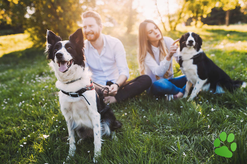 BELISY tick Bach flower beads for dogs and cats - special Bach flower mixture for ticks with grapefruit seed extract - alcohol-free - 10 g - BeesActive Australia