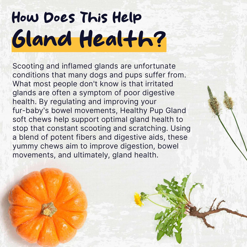 Glands Bowel Support - 120 Delicious Scoot Soft Chews for Scooting, Healthy Anal Glands, and Digestive Health - Made with Pumpkin Powder for Dogs - PawsPlanet Australia