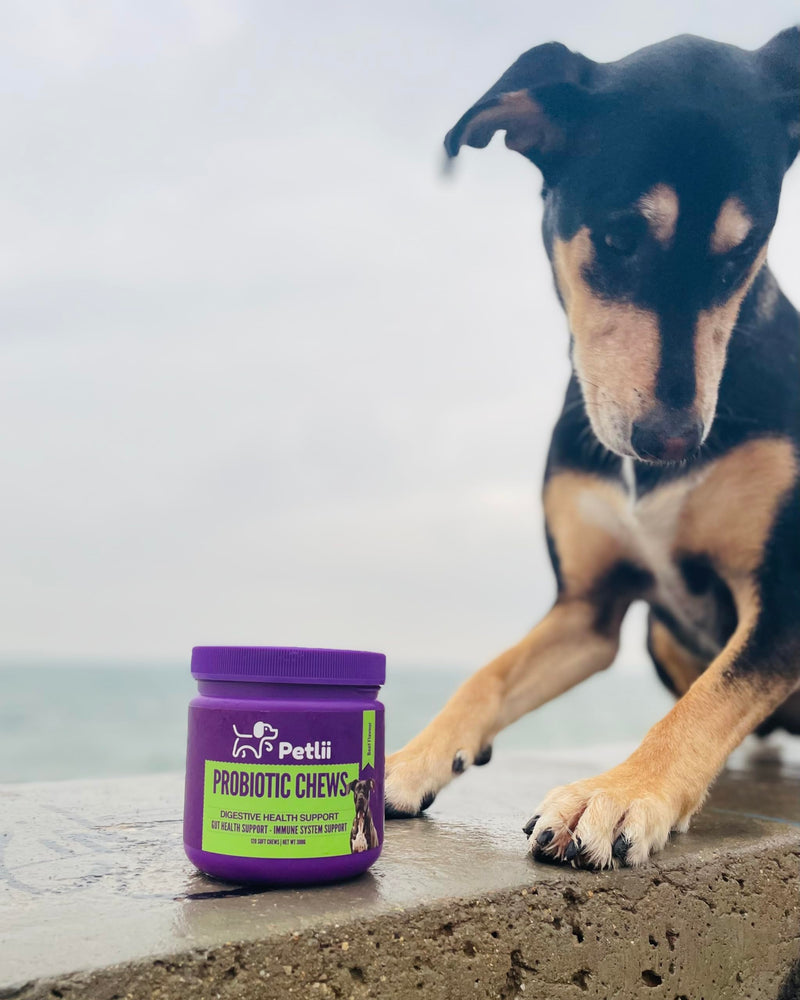 PROBIOTIC CHEWS - dog probiotics for gut health - digestive enzymes for dogs - Improve digestion, reduce diarrhea, itching and discomfort and eliminate foul odours. 120 Chews per tub