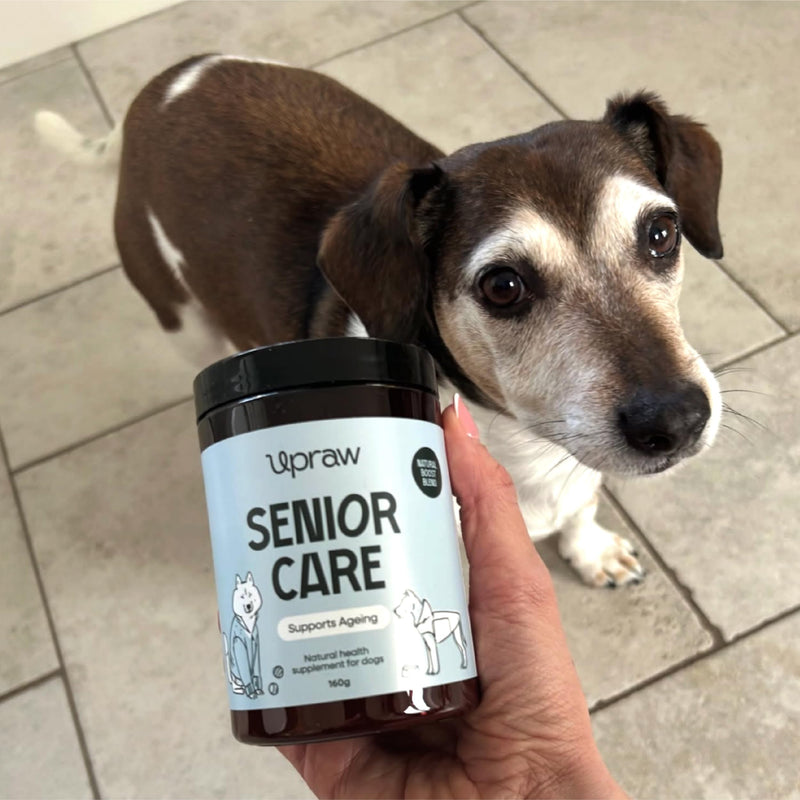 Senior Care Natural Health Supplement for Senior Dogs 160g – Daily Nutritional Support with Vitamins, Minerals & Botanical Ingredients