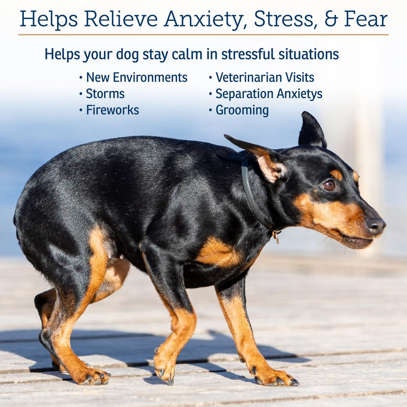 Rx Vitamins NutriCalm - Calming Care for Dogs with Valerian Root, Tryptophan, & Ashwagandha - Aids in Separation Anxiety Relief for Dogs and Stress Relief - Road Trip Essentials & Relaxant - 50ct New Label