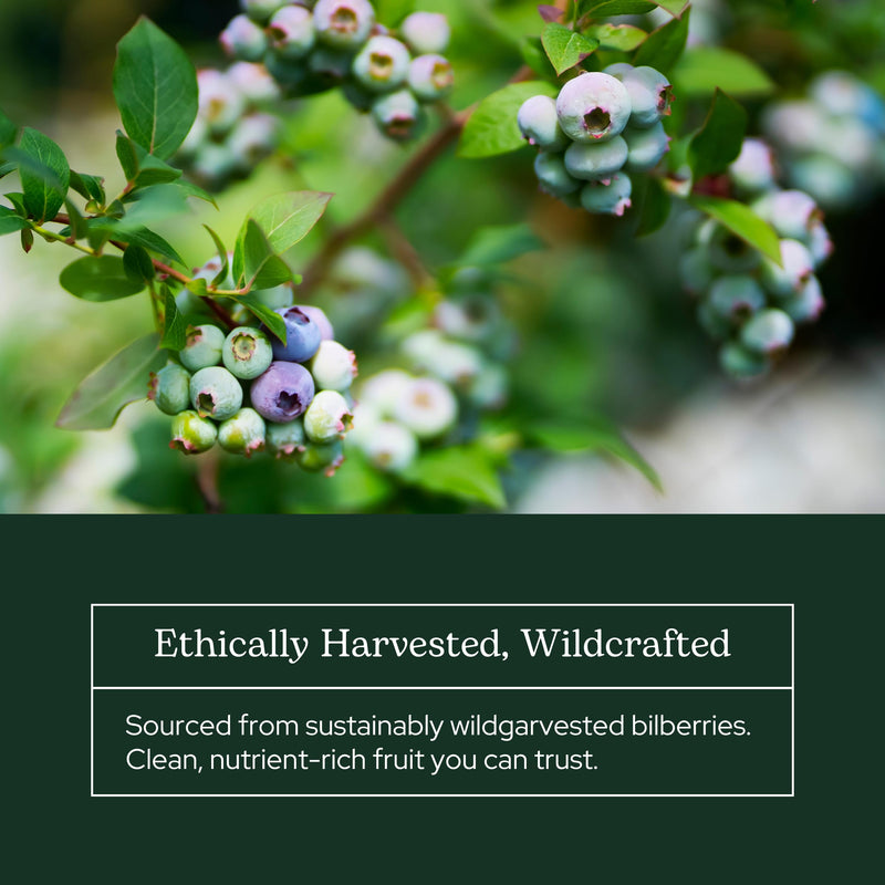 Eclectic Herb - Bilberry Powder Supplement | Vision Health, Cardiovascular Support & Circulation | Superfood Vitamin & Mineral Supplement | Freeze Dried, Vegan, Non-GMO, Gluten Free (3.2 oz | 90 g)