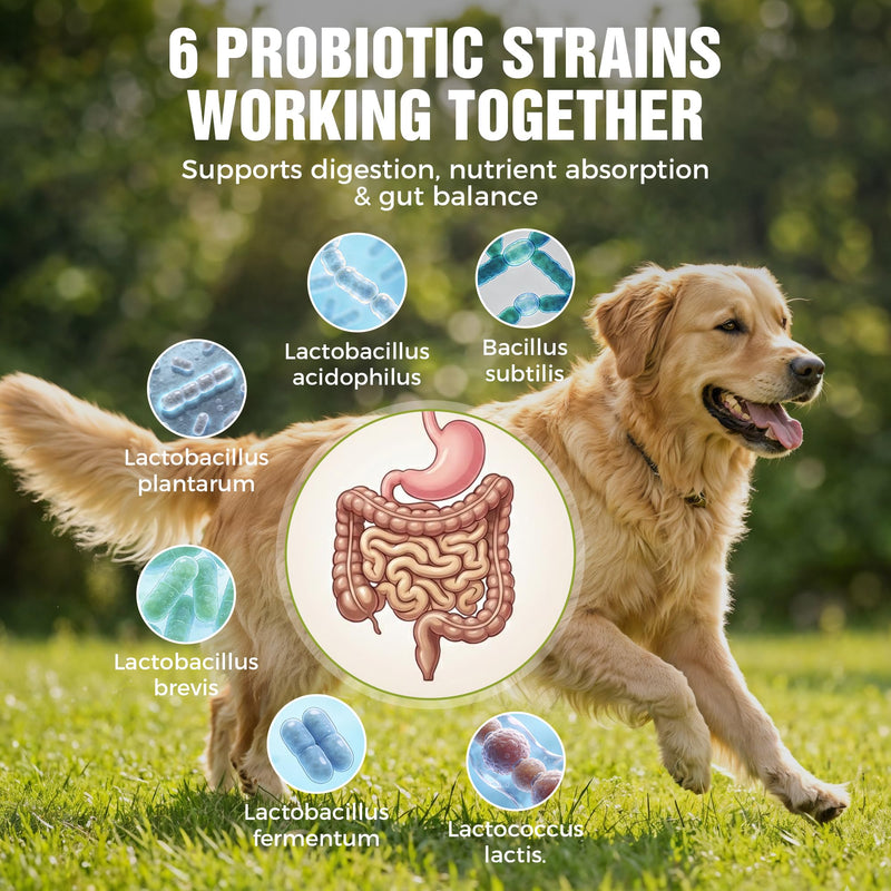 Dog Probiotics 2 Billion CFU & 6 Strains - Advanced Digestive Support with Bacillus Subtilis - Soft Chews for Gut Health, Bloating & Healthy Stool - Daily Supplement for All Breeds 120 Count-V2