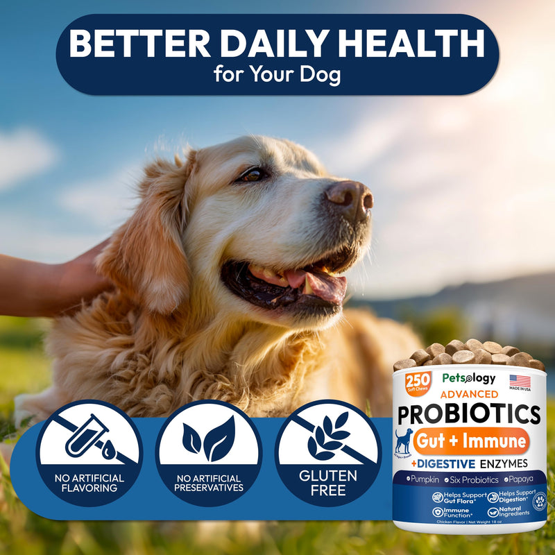 Probiotics for Dogs - 250 Dog Probiotics Chews - Digestive Enzymes & Prebiotics - Support Gut Health, Diarrhea, Gas & Constipation Relief - Itchy Skin, Allergies, Yeast Balance - Advanced Supplement 250 Chews Probiotic Chews