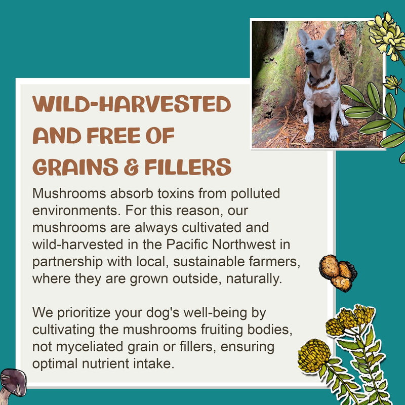 MycoDog Turkey Tail Mushroom for Dogs - Immune & Gut Health Support - Turkey Tail Supplement for Dogs - Daily Wellness Drops
