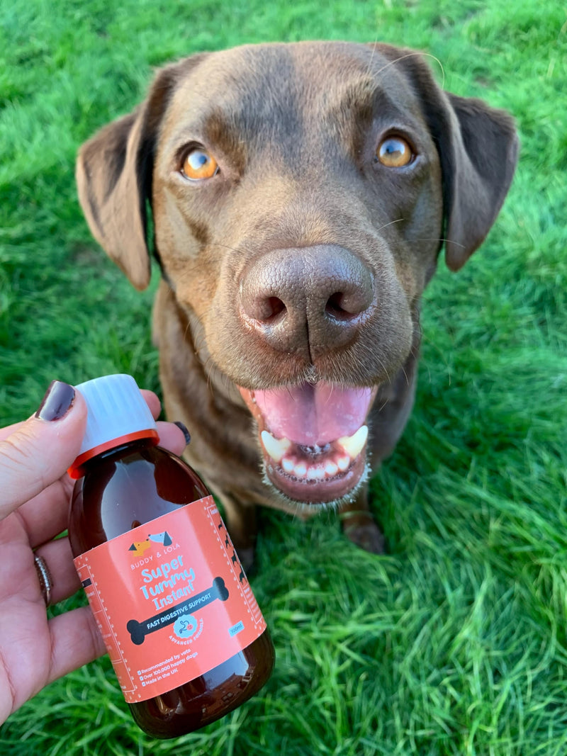 Buddy & Lola Fast-Acting Dog Diarrhea Treatment with Electrolytes - 20 Servings/100ml - Tummy Settler For Dogs All Breeds, Sizes and Ages - Syringe Included 100 ml (Pack of 1)