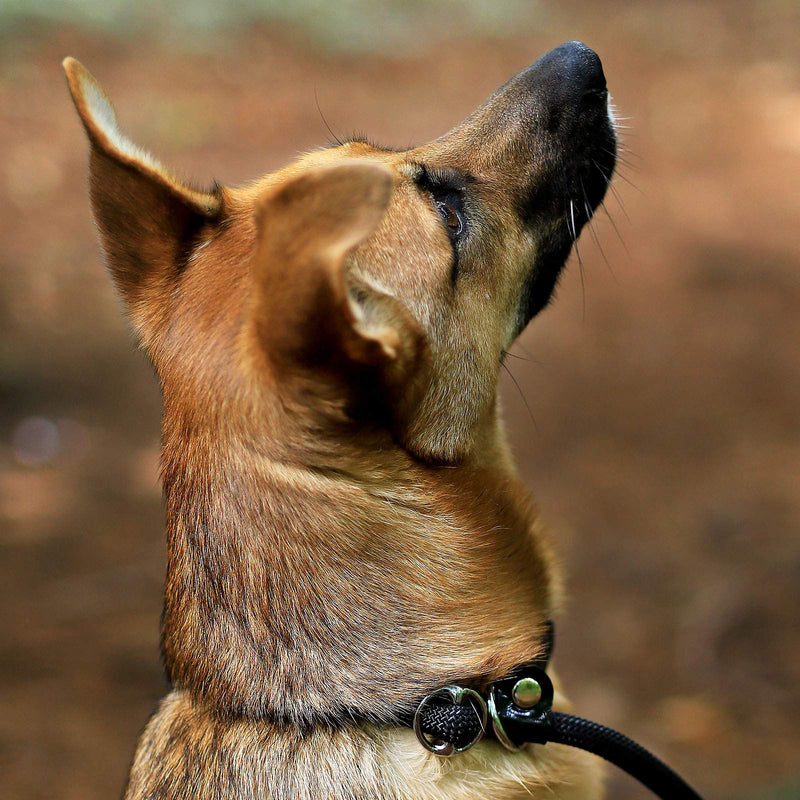 lionto retriever leash, robust and weatherproof for dogs of all sizes, quick to put on dog leash and collar in one, 170 cm, fur-friendly leash with integrated pull stop, vegan, black, length 170 cm - BeesActive Australia