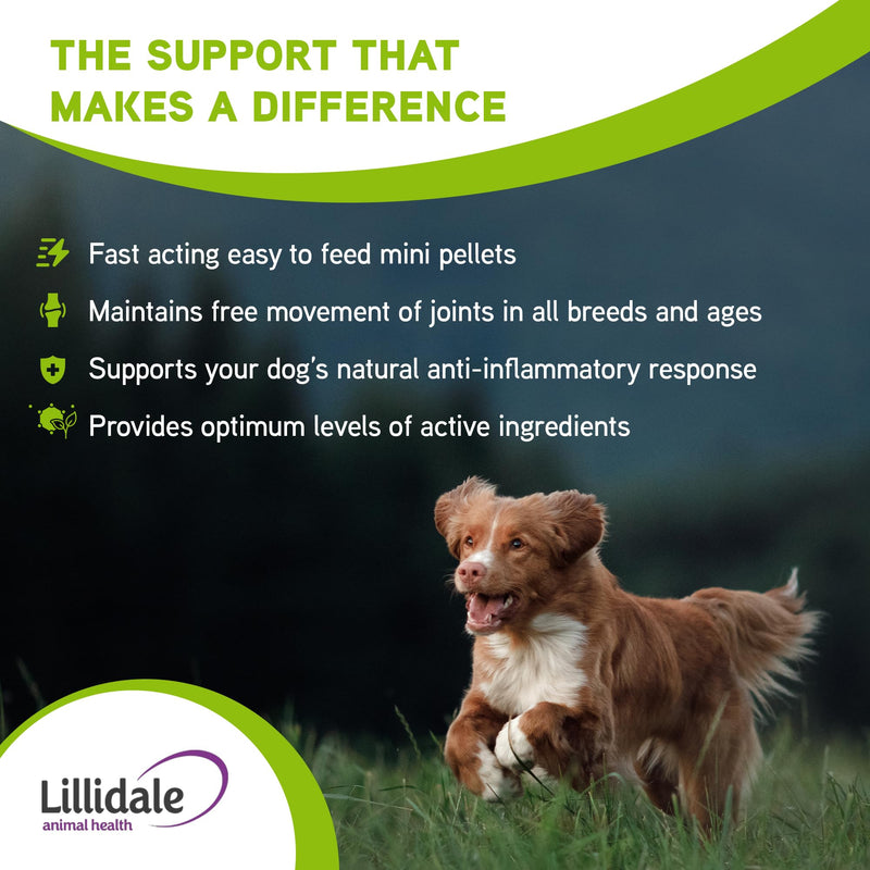 Lillidale ProJoint 500g - Joint Supplement for Dogs with Glucosamine and Chondroitin - Premium Anti-Inflammatory Support - Mobility - Hip & Joints - Soothes Stiffness - Dog Joint Supplement 1 x 500g