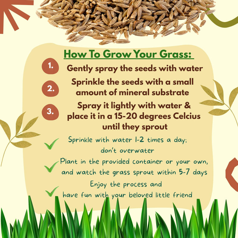 TheGuard Cat Grass Seeds 5-Packs of Grass Seeds Indoor Pet Hairball & Digestive Control, Oral Health, Stress Relief & Play Natural Green
