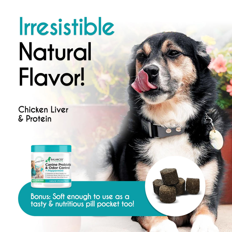 Balanced Breed Dog Probiotics Digestive Gut Health Chew Made in USA Non-GMO Vet-Pharmacist Approved Fortiflora Probiotics Dogs Anti Yeast Supplement Constipation Relief Dog Yeast Itchy Skin Itchy Ears Natural Chicken Protein - PawsPlanet Australia