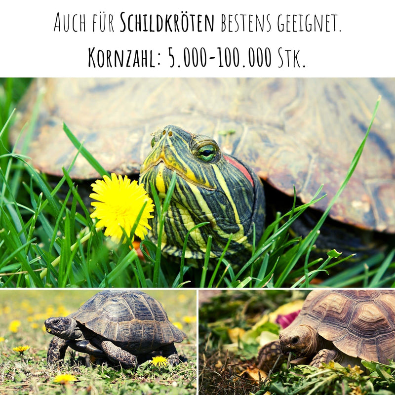 Dandelion seeds for rabbits - wild herb seeds as an optimal food supplement for rabbits, guinea pigs and turtles (5,000 seeds) 5,000 seeds - BeesActive Australia