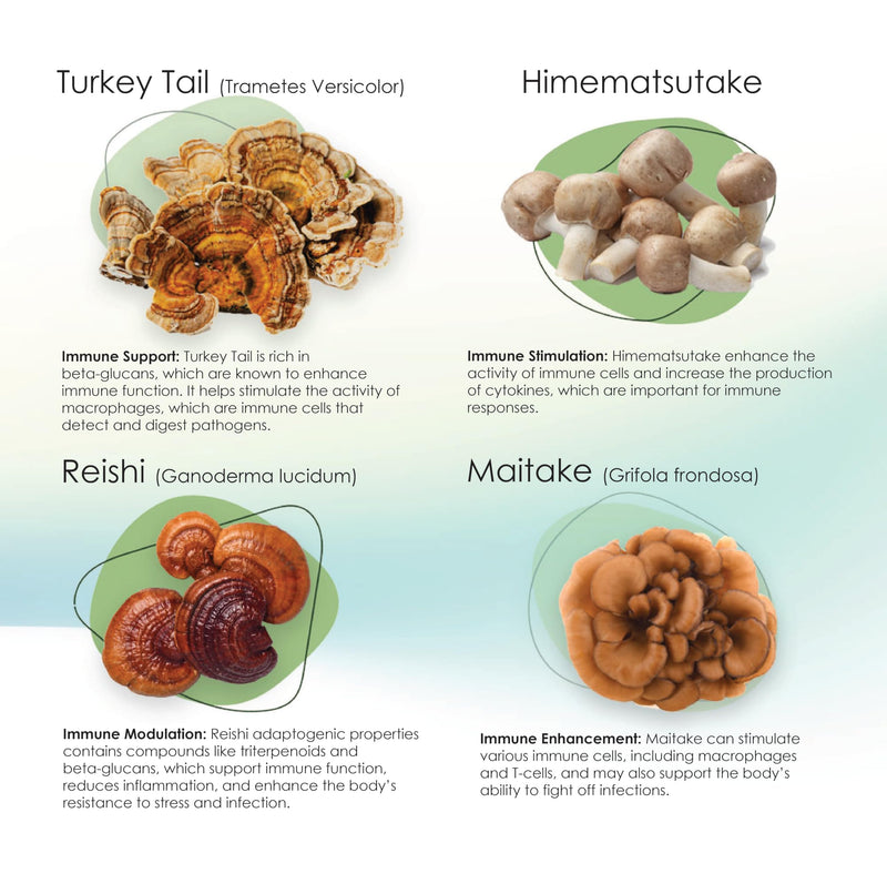 Mycogen Soft Chew for Dogs - 8 Species Mushroom Blend for Critical Immune System Support- Turkey Tail, Reishi, Shiitake, Cordyceps, Black Tree Fungus-120 Tasty Soft Chews 2-Pack 120 chews