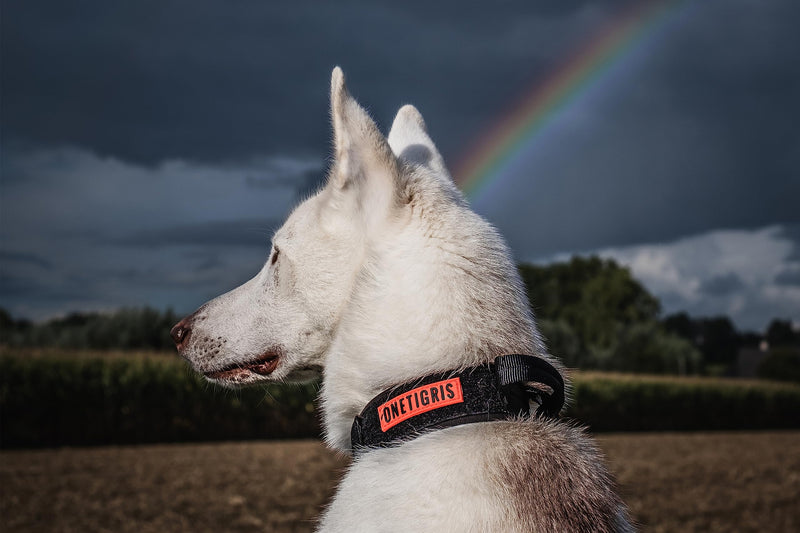 OneTigris Dog Collar with Metal Buckle for Dogs (Black, M) Black - BeesActive Australia