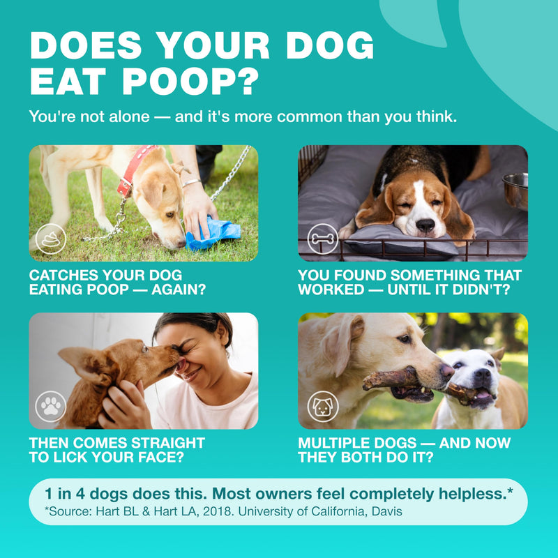 No Poo Chews for Dogs - Coprophagia Deterrent - Dog Probiotics for Digestive Health with Enzymes - Canine Stool Eating Deterrent - Digestive, Dental, Gut & Immune Health Treats - No Poop Eating 180 count No Poo Chews for Dogs