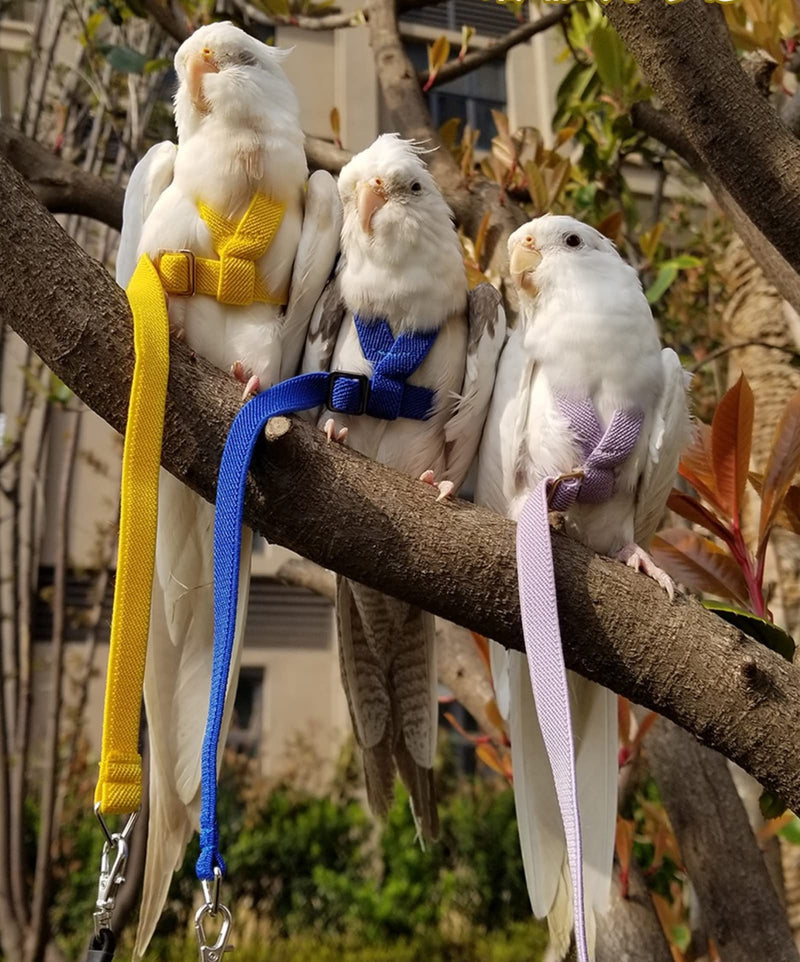 Pet Parrot Bird Harness Leash Adjustable Bird Flying Harness Traction Rope with Cute Wing for Parrots Pigeons Budgerigar Lovebird Cockatiel Mynah Outdoor Training Toy (M, Blue) Medium - BeesActive Australia