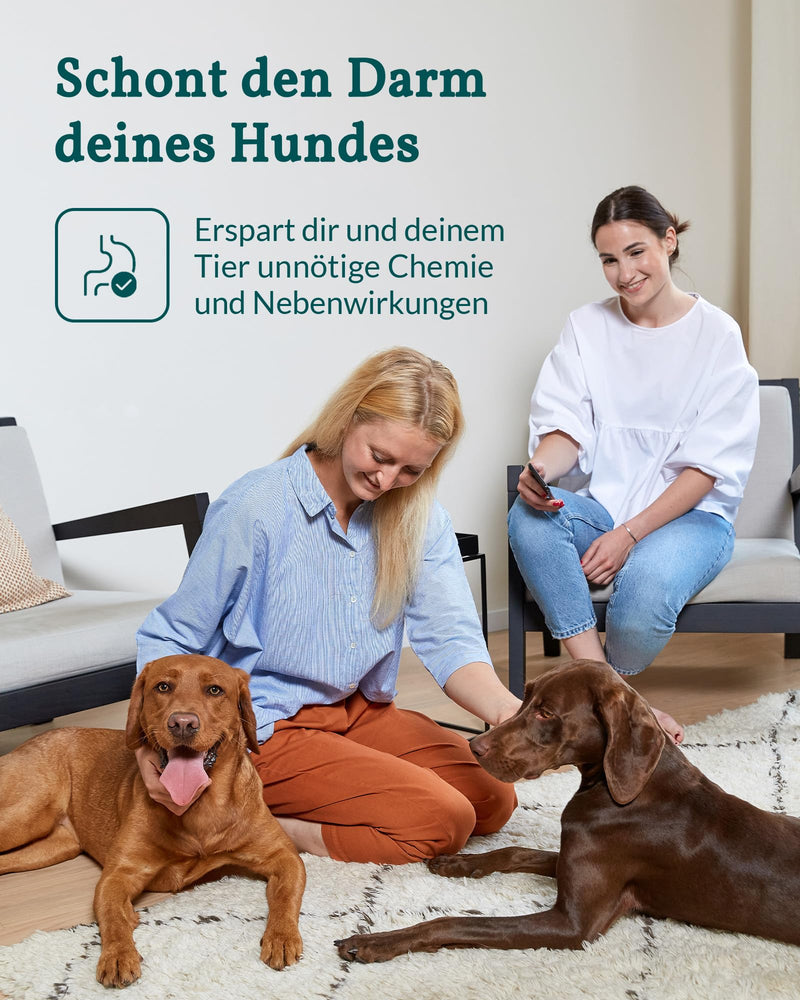 vetevo lungworm test for dogs, reliable PCR test for lungworms, precise worm test for dogs for coughs, fatigue and nasal discharge, results in 24 hours - BeesActive Australia