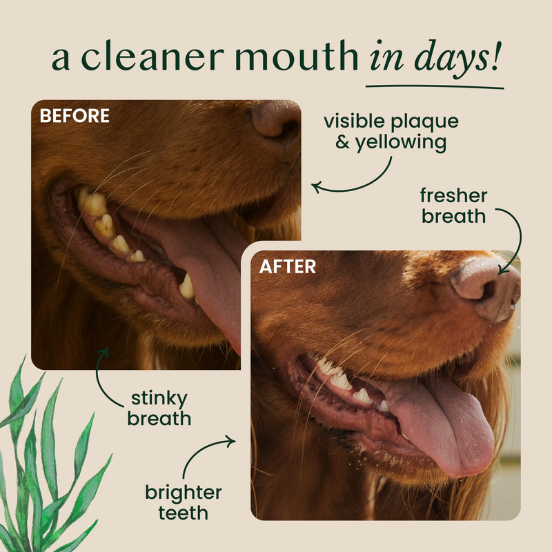 Natural Kelp Seaweed Powder – Natural Cat and Dog Dental Powder, Plaque Remover – Dog Breath Freshener and Cat Teeth Cleaning and Enzymatic Mouthwash – 250g, up to 200 Servings