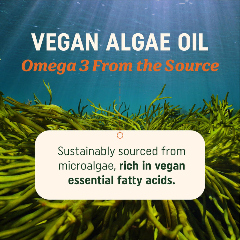 Vegan Omega 3 Algae Oil | Plant Based DHA EPA | Sustainably Sourced, No Carrageenan, Non GMO | Heart, Brain, and Eye Health | Fish Oil Alternative | Algae Omega 3 Supplement | 60 Softgel Capsules 60 Capsules - BeesActive Australia