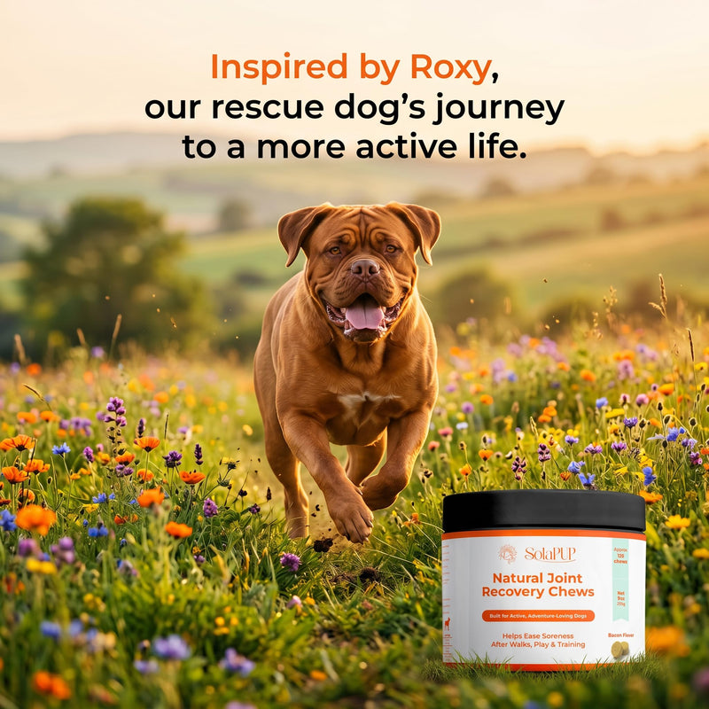 SolaPup® Hip & Joint Chews for Dogs | 120 Soft Mobility & Recovery Chews for Active Dogs | Glucosamine, Chondroitin, Turmeric & Green Lipped Mussel | Bacon Flavor | Made in USA | Gluten & Chicken Free
