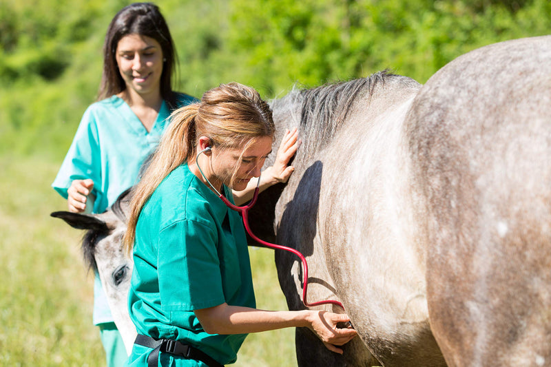 Cush-Ease + A Comprehensive High Potency Nutrition Supplement for Horses - Now With Biotin and Milk Thistle for Hoof Health