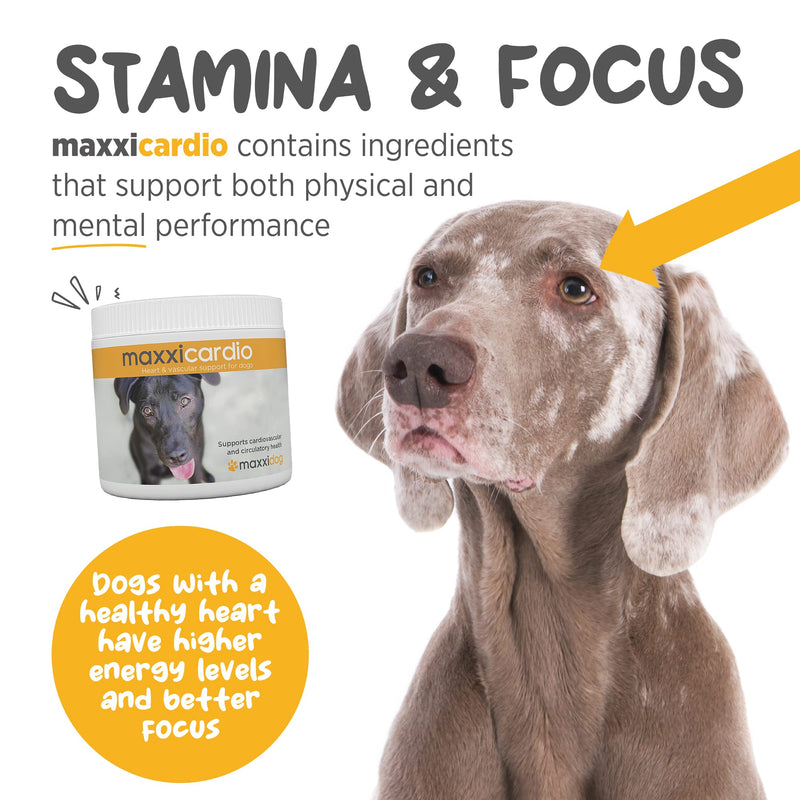 maxxipaws - maxxicardio Heart Support for Dogs (Small Size) – Taurine + L-Carnitine + Hawthorn + Ginkgo – Helps Support Circulation, Energy & Stamina – Easy Mix Powder – Made in USA – 3.2 oz