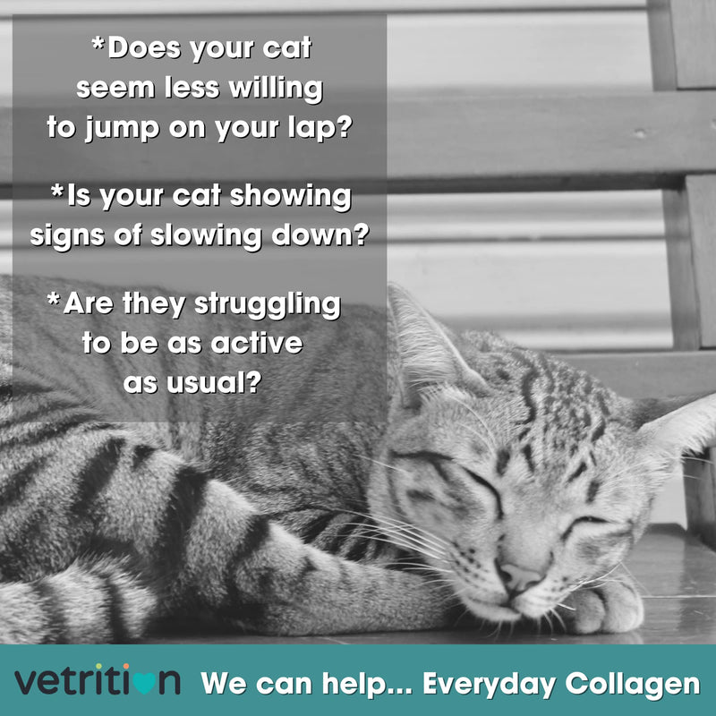 Everyday Collagen for Cats - Bioactive Cat Supplement for Hip & Joint Care - Easily Digestible Vet-Trusted Cat Collagen Powder for Mobility & Skin Health (75g Powder)