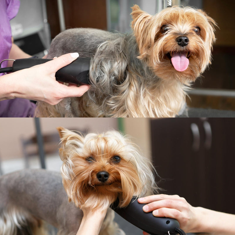 Detachable A Series 30 Blades for Dog Grooming Cuts 1/50" - 0.5mm Japanese High Carbon Steel Dog Clipper Blades & 30 Blade Dog Grooming (Compatible A5 Series Clippers for Dogs Cat (B30) 30 (1/50" - 0.5mm) - BeesActive Australia