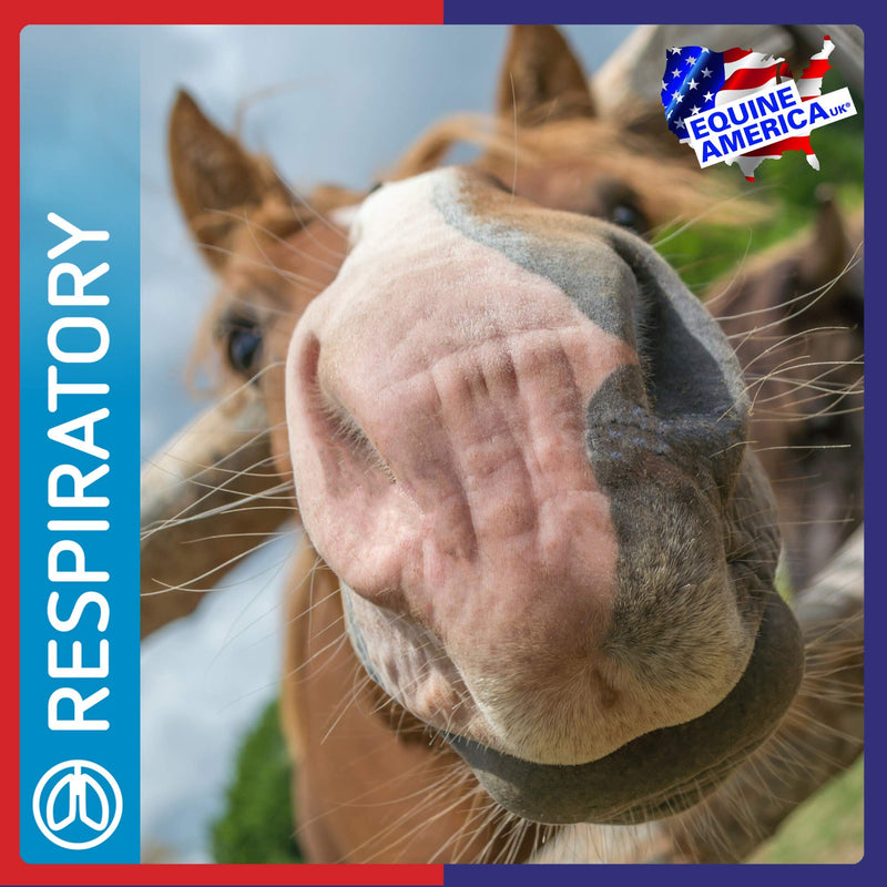 Equine America (500ml) Airways Solution to Support Respiratory Health for Horse & Pony. Premium Ready to Use Horse Supplement For Airways and Performance. Contains Natural Ingredients.