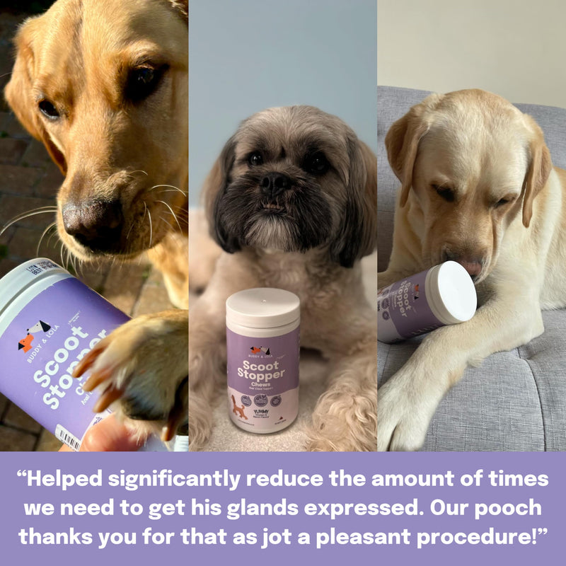Buddy & Lola Scoot Stopper Anal Gland Chews For Dogs - High Fibre Chews To Stop Scooting and Licking Under Tail with Natural Fibre Ingredients For Dogs Dandelion Root, Pumpkin Powder and Beet Pulp 5060928060024