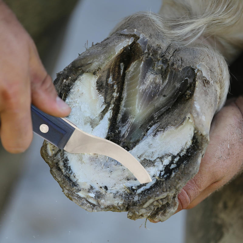 Right-Handed Hoof Knife - Ultra-Sharp J2 Steel Blade Ergonomic Non-Slip Wooden Handle for Trimming Horse, Cow, and Goat & Livestock Hoof Care