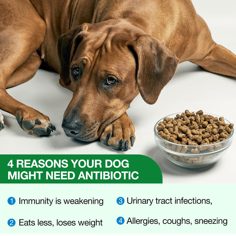 Dog Antibiotics, Antibiotics for Dogs, Dog Allergy & Itch Relief, Yeast Infection Treatment for Dogs, Dog Antibiotics for Infection, Bacon Flavor 60ml - BeesActive Australia