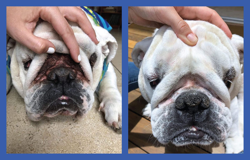 Squishface Wrinkle Paste & Flexible Silicone Dog Wrinkle Cream Applicator Bundle - Softer, Cleaner Way to Apply Wrinkle Paste to Your Dog's Face - Great for All Breeds! - PawsPlanet Australia
