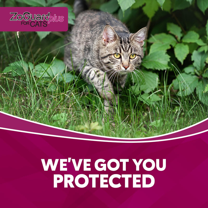 Plus Flea and Tick Prevention for Small Cats – Flea & Tick Prevention for Cats Over 1.5lbs (3 Doses) - BeesActive Australia