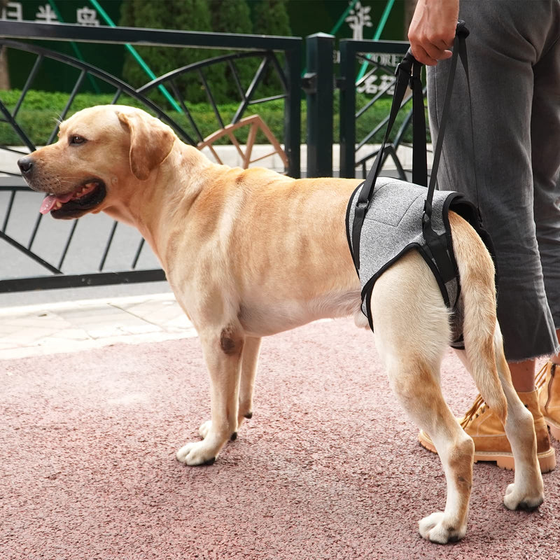 Dotoner Dog Lifting Harness, Dog Support Harness for Hind Legs, Soft Dog Support Loop for Injured Disabled Small, Medium and Large Dogs, Dog Strap for Hind Legs (Gray, L) L (Pack of 1) Grey - BeesActive Australia