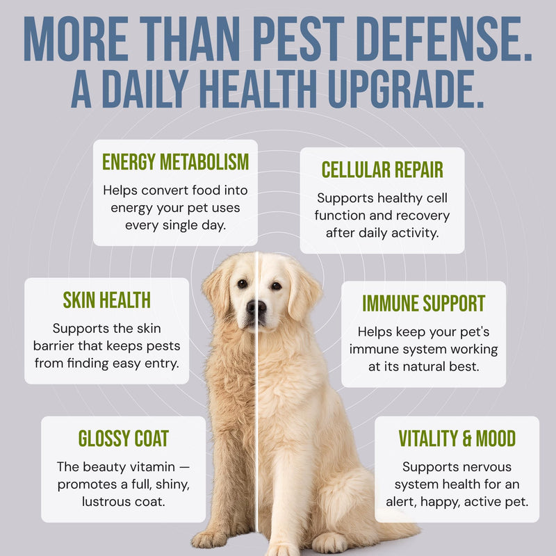 Shield Chews - Natural Flea & Tick Prevention for Dogs & Cats - Chemical-Free Chewable Supplement, Brewer’s Yeast & Garlic Formula - 240 Soft Chews