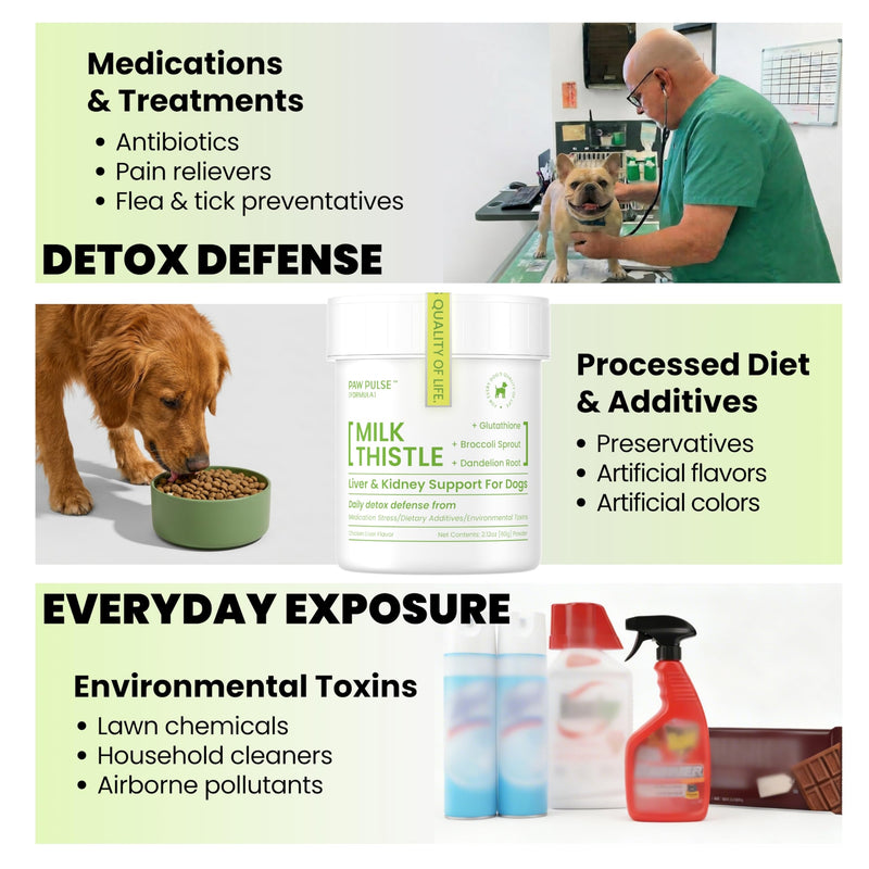 Pawpulse Formula Liver Support for Dogs – Milk Thistle & Silymarin Powder – Daily Detox, Kidney Wellness & Antioxidant Defense, 2.12 oz