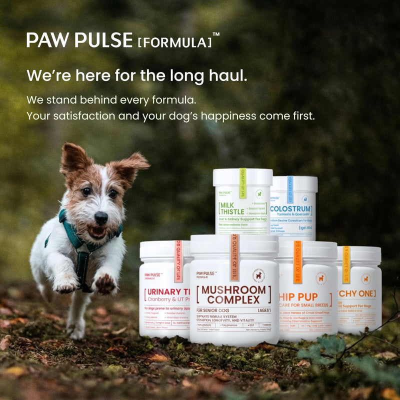 Pawpulse Formula Mushroom Chews for Dogs with Turkey Tail, Lion's Mane & Reishi – Senior Dog Supplement for Lipoma, Lumps & Bumps – Immune Support & Gut Health – 80 Count