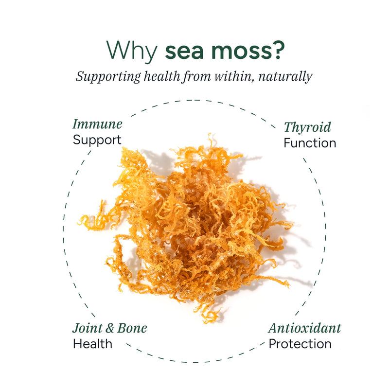 ROOT LABS Sea Moss Gummies I 92+ Minerals I Black Seed Oil I KSM 66 Ashwagandha I Lab Tested I No Added Sugar | for Men, Women I Non-GMO I 100% Natural & Organic I 1600 mg I 120 Gummy