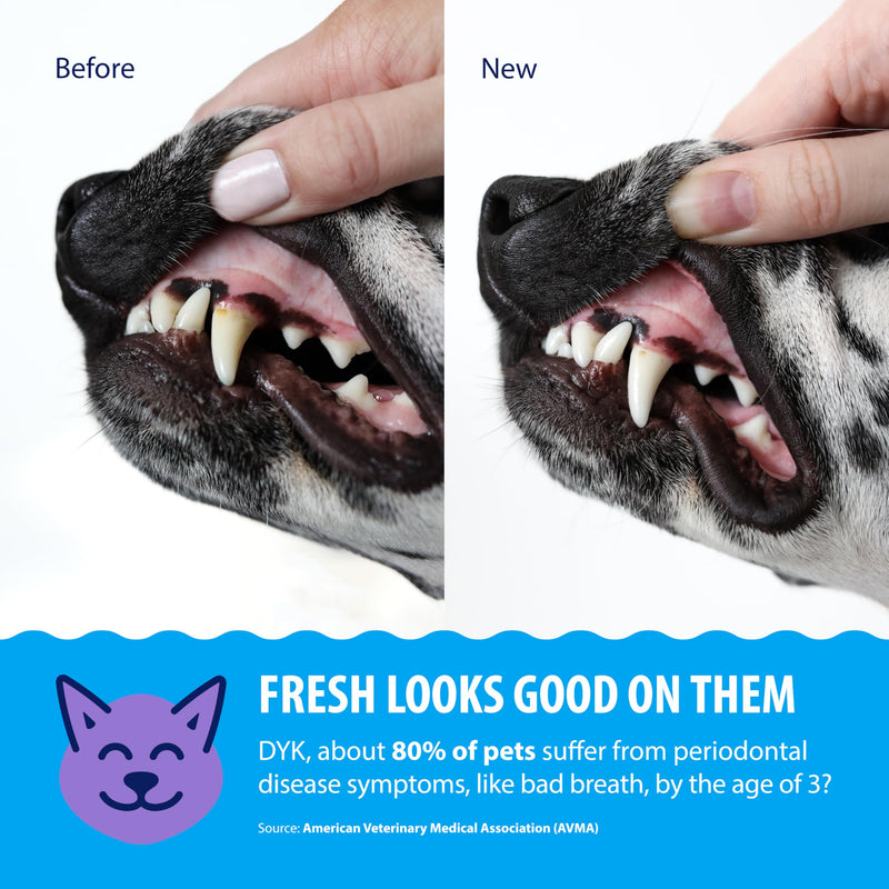 Dental Fresh – Advanced Plaque & Tartar Support Water Additive for Dogs & Cats – Helps Freshen Breath and Clean Teeth Without Brushing – 17 fl oz 17 Fl Oz (Pack of 1)