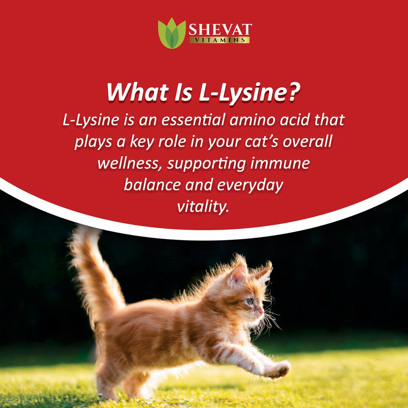 L-Lysine Liquid Supplement for Cats – Immune & Respiratory Support – Supports Eye Health, Sneezing & Runny Nose – 60ml Liquid Drops – Roast Chicken Flavor