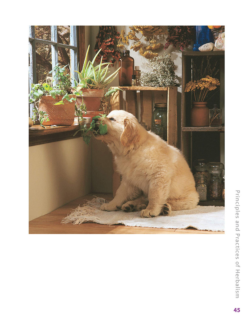 Herbs for Pets: The Natural Way to Enhance Your Pet's Life (CompanionHouse Books) A-Z Guide to Medicinal Plants, Holistic Recipes, and Nutritional Supplements for Dogs, Cats, Horses, Birds, and More - BeesActive Australia