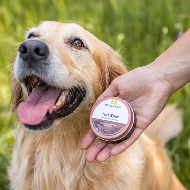 GREENDOOR Hot Spot Balm 50ml, fur vital dog, for pinpoint inflammation, relief of itching, regeneration of the skin - BeesActive Australia